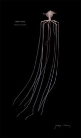 bigfin_squid