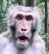 monke