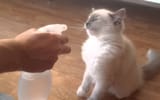 badcat