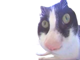 1741605201424481