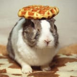 Oolong_the_Rabbit&#039;s_last_performance_(2003)