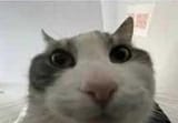 catto