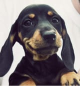 happypup