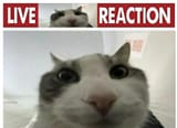 Live cat reaction