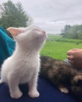 Kitten enjoying life