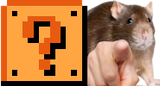 rat
