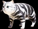 CatJeane