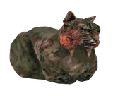 kot