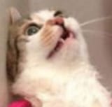 meeoow