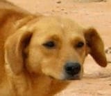 my dog