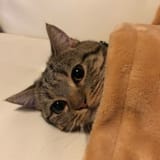 tombl_cat_1