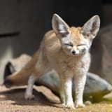 Fennec-Fox-6-scaled