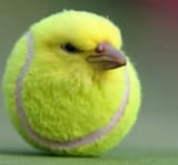 tenis