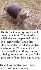 immunity dog