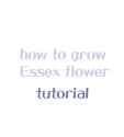 how to grow an essex flower_thumb.jpg