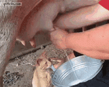 cat drinking milk straight from the udder
