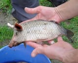 hogfish
