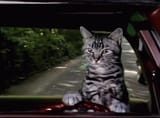 just a cat driving