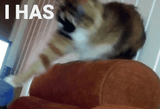 cat gets possessed by demon hiding in sock