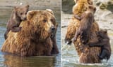 Mother Bear