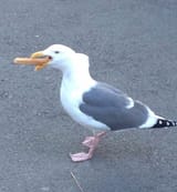 1681556491670929