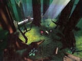 sunshine forest