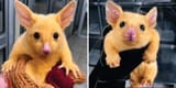 Gold Possum