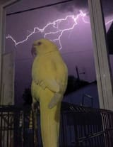 scared-bird (2)