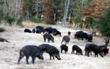Wild-pig-hunting-TX