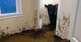 Cow house