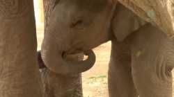 Chin scratch_thumb.jpg