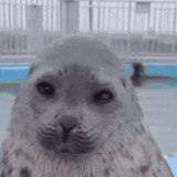 schizseal