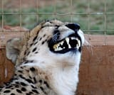 laughing leo