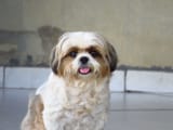 cute-Shih-Tzu-with-mud-on-his-fur-sticks-tongue-out-