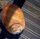 1737032638055300
