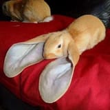 im all ears
