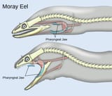 moray-eel-pharyngeal-jaws-2255879056
