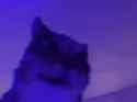 insane-cat_face_thumb.jpg