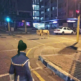 Simba Megami Tensei