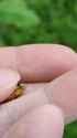 treasure bug_thumb.jpg
