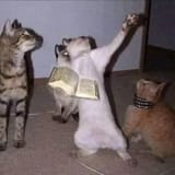 cat preach