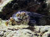 neotrogla brazilian cave fly