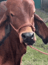 Cow huh