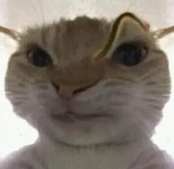 1731724800123675