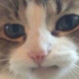 cat030
