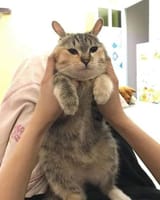 cat047