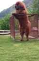 Tibetan Mastiff_thumb.jpg