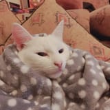 cat022