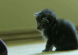 power down cat