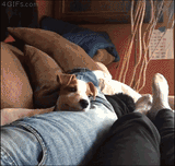 dog smile